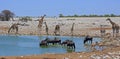 Variety of animals at a waterhole drinking with a natural background and blue sky