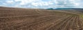 Panorama of agricultural field with growing sugar beets. Beetroot sprouts