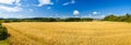 Panoramic view on an agricultural field overgrown with wheat in the time of harvest. Forest in the background. Blue sky, beautiful