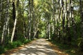 Panoramic view of the alley of the city park. Sunny autumn day in the park. Royalty Free Stock Photo