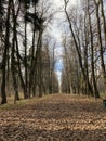 Panoramic view of the alleys in the Gorki Leninskiye Museum-Reserve in autumn