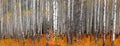 Panoramic view of Aspen trees in autumn time