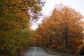 View of asphalt road in beautiful golden beech forest during autumn. Royalty Free Stock Photo