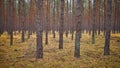 Panoramic view of an autumnal forest scenery Royalty Free Stock Photo