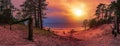 Panoramic view of Baltic sea coast. Colorful sunset over sea with pine trees silhouette and sand beach Royalty Free Stock Photo