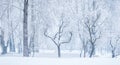 Panoramic view of bare leafless tree with an interesting shape in a snow winter woodland landscape. Bare lonely dead trees in Royalty Free Stock Photo