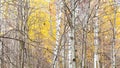 Panoramic view of tree trunks and yellow leaves Royalty Free Stock Photo