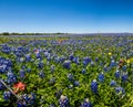 A Panoramic View of a Beautiful Field Full of Texas Bluebonnets Royalty Free Stock Photo