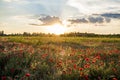 Panoramic view of a beautiful field of red poppies in the rays of the setting sun. Nature sunset postcard. Wallpaper of a blooming Royalty Free Stock Photo