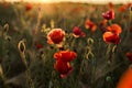 Panoramic view of a beautiful field of red poppies in the rays of the setting sun. Nature sunset postcard. Wallpaper of a blooming Royalty Free Stock Photo