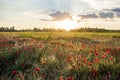 Panoramic view of a beautiful field of red poppies in the rays of the setting sun. Nature sunset postcard. Wallpaper of a blooming Royalty Free Stock Photo