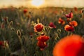 Panoramic view of a beautiful field of red poppies in the rays of the setting sun. Nature sunset postcard. Wallpaper of a blooming Royalty Free Stock Photo