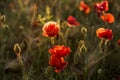 Panoramic view of a beautiful field of red poppies in the rays of the setting sun. Nature sunset postcard. Wallpaper of a blooming Royalty Free Stock Photo