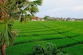 A panoramic view on beautiful green rice fields and terraces in sunset light. Bali, Indonesia Royalty Free Stock Photo