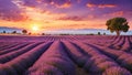 Lavender field at sunset