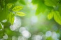 Beautiful green leaf in sunny day.