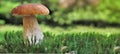 porcini mushroom onthe moss in forest