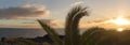 Panoramic view on beautiful orange sunrise over calm ocean with silhouette of palm tree leaves at Los Cancajos at island Royalty Free Stock Photo