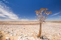 Panoramic view of a beautiful quiver tree Aloe dichotoma in Fish River Canyon Nature Park in Namibia, Africa. Royalty Free Stock Photo