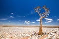 Panoramic view of a beautiful quiver tree Aloe dichotoma in Fish River Canyon Nature Park Royalty Free Stock Photo