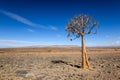 Panoramic view of a beautiful quiver tree Aloe dichotoma in Fish River Canyon Nature Park in Namibia, Africa. Royalty Free Stock Photo