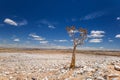 Panoramic view of a beautiful quiver tree Aloe dichotoma in Fish River Canyon Nature Park in Namibia, Africa. Royalty Free Stock Photo