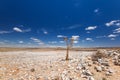 Panoramic view of a beautiful quiver tree Aloe dichotoma in Fish River Canyon Nature Park in Namibia, Africa. Royalty Free Stock Photo