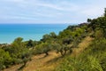 Panoramic view of the beautiful rural landscape with groving Olive Treesof Italy, Abruzzo. Summer Royalty Free Stock Photo