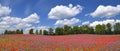 Panoramic view of beautiful summer field of phacelia and poppy seed flowers Royalty Free Stock Photo