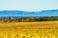 Panoramic view of the beautiful vineyards of Alsace in the fall. Bright yellow color prevails