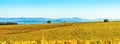 Panoramic view of the beautiful vineyards of Alsace in the fall. Bright yellow color prevails