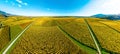 Panoramic view of the beautiful vineyards of Alsace in the fall. Bright yellow color prevails