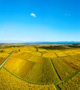 Panoramic view of the beautiful vineyards of Alsace in the fall. Bright yellow color prevails