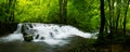 Panoramic view of the beautiful wild brook in jungle-like forest