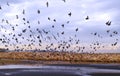 Panoramic view of Beyrouth, in Lebanon from the mouth of a river in Dora with marine birds flying