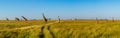 A panoramic view on a big group of giraffes in the Masai Mara