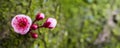 Panoramic view of blooming cherries on the background of the bark of a tree Royalty Free Stock Photo