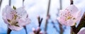 Panoramic view of blooming cherry blossoms Royalty Free Stock Photo