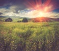 Panoramic view of the blooming flowers, summer meadow in the mountains and blue cloudy sky. Royalty Free Stock Photo