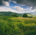 Panoramic view of the blooming flowers, summer meadow in the mountains and blue cloudy sky. Royalty Free Stock Photo