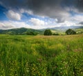 Panoramic view of the blooming flowers, summer meadow in the mountains and blue cloudy sky. Royalty Free Stock Photo