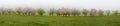 Panoramic view with blooming fruit trees Royalty Free Stock Photo