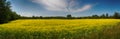 Panoramic view of blooming yellow rapeseed field in Collingwood, Ontario Royalty Free Stock Photo