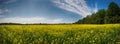 Panoramic view of blooming yellow rapeseed field in Collingwood, Ontario