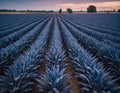 Panoramic view of blue corn field plantation with cloud sky background Royalty Free Stock Photo