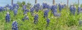 Panoramic view bluebonnet wildflower blooming with barbed wire fence in Texas, America Royalty Free Stock Photo