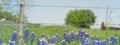 Panoramic view bluebonnet wildflower blooming with barbed wire fence in Texas, America Royalty Free Stock Photo