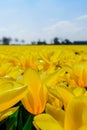 Panoramic View of Boundless Yellow Tulip Fields Extending to the Horizon