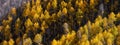 Bright Aspen trees on mountain slope lit under evening sun light