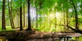 Panoramic forest Royalty Free Stock Photo